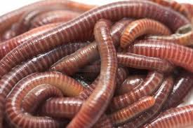 worm1