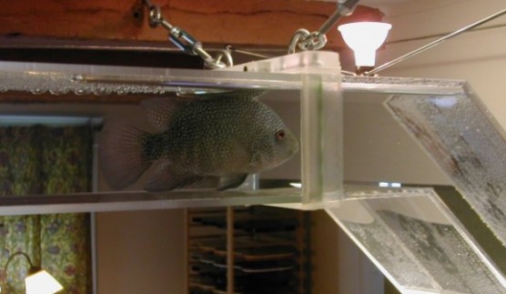 fish bridge