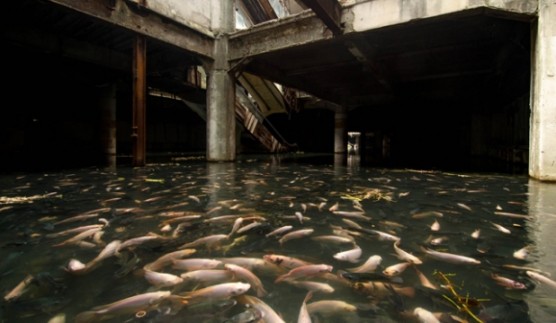 new world mall fish pond