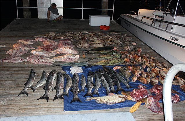 Florida FWC Arrests Four for Bag Including 86 Red Grouper, Two Goliaths