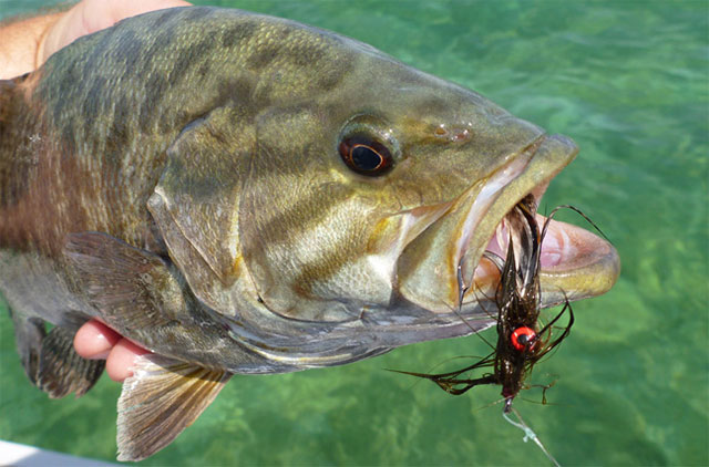Mojo Bass Fly Rod: Lobs Large Bugs, Feeds Bass in their Faces