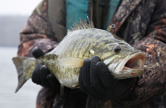 5 Tips for Catching Big Reservoir Smallmouth in Winter