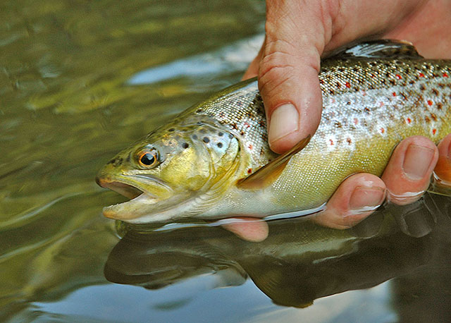 3 Must-Know Fly Tips for More Trout Hookups