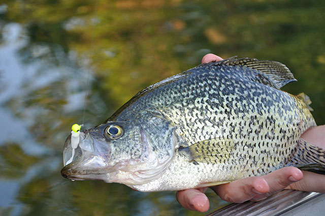 Sight-Fishing Tips for Crappie and Panfish