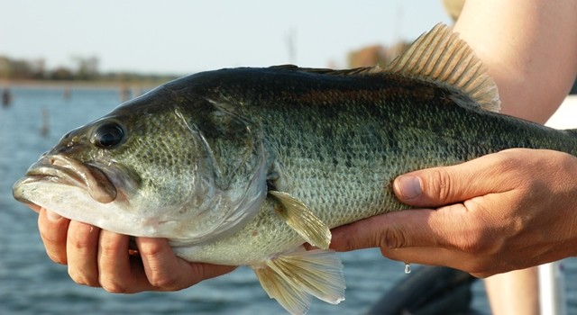 Best Time, Place for Trophy Bass on the Fly: Lake Fork