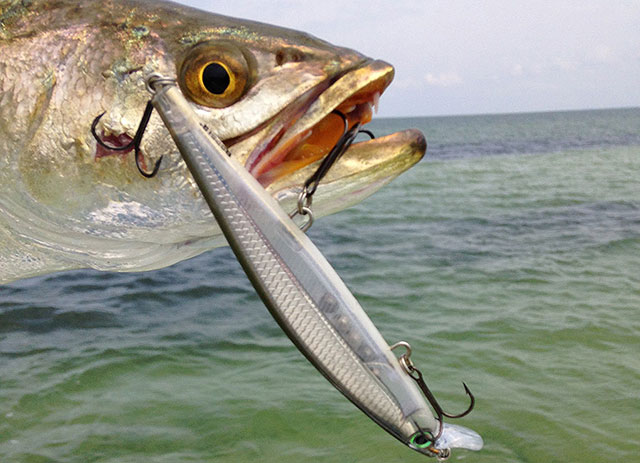 Sea Trout Fishing Tips