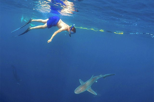 Cageless diver with shark