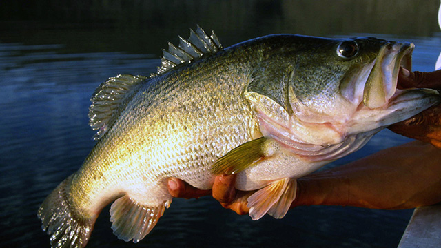 4 South of the Border Lakes for Over 10-Pound Hawgs