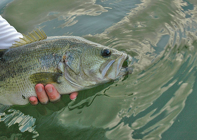 Catch and release largemouth bass