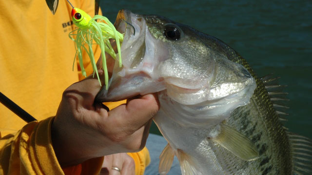 How To: Spinnerbaits for Bass in Stained Water