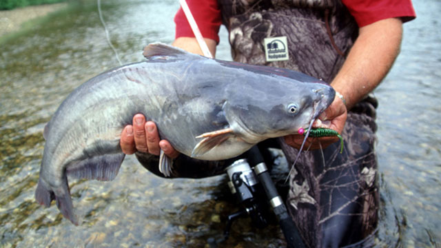 5 ways to catch catfish on lures