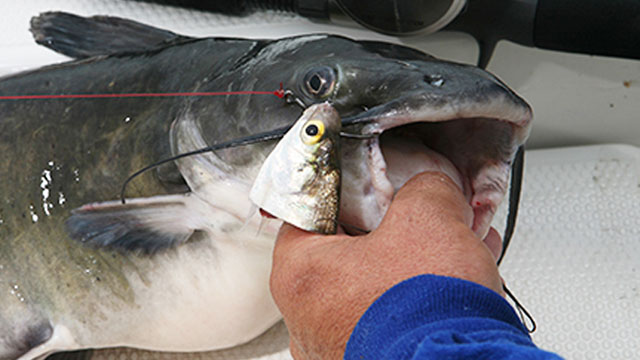 catfish baits cut shad
