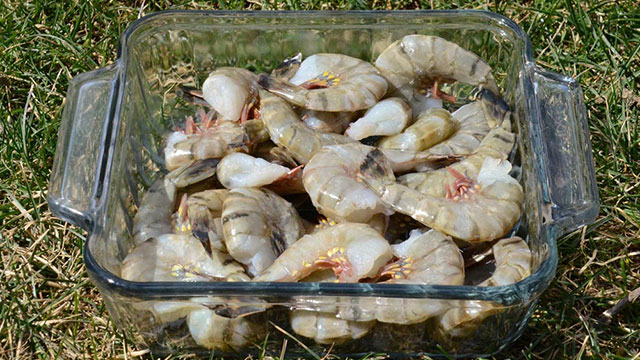 secret catfish bait spoiled shrimp