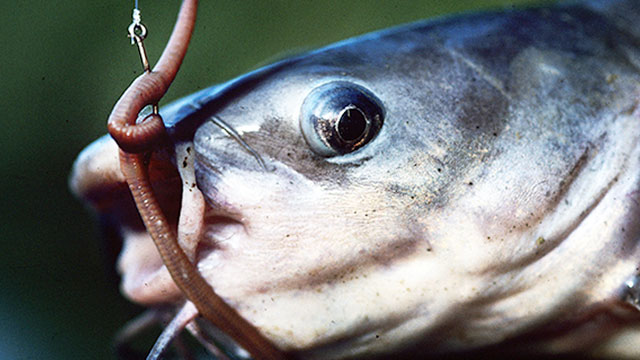Your Guide to the Best Catfish Baits