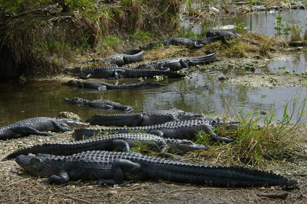 alligators alligators