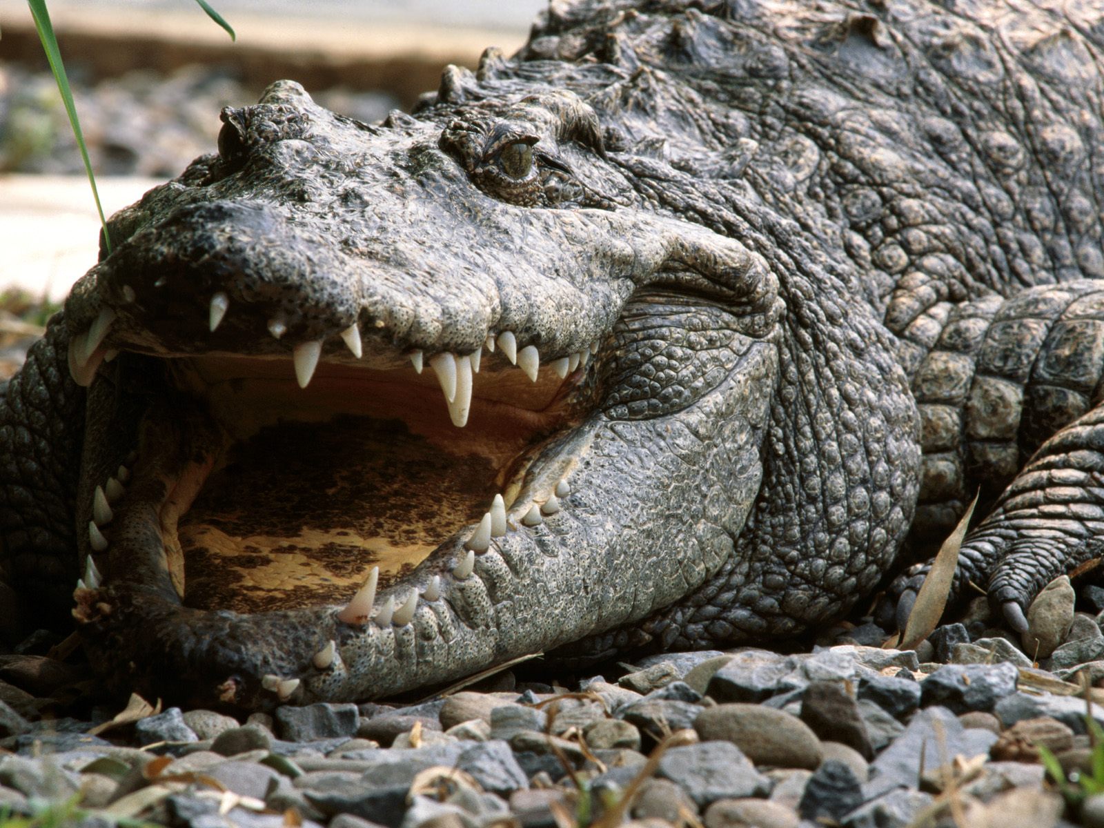 alligator teeth alligator teeth