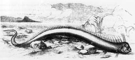 oarfish