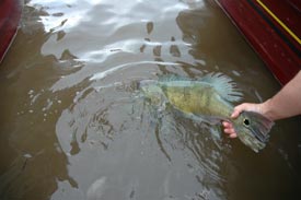 peacock bass fishing