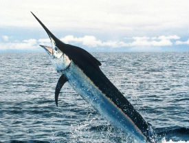 billfish
