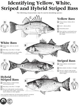 fish species
