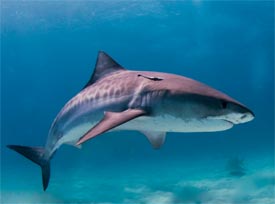 shark fishing