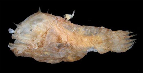 Deep-Sea Anglerfish Deep-Sea Anglerfish