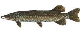 pike fishing