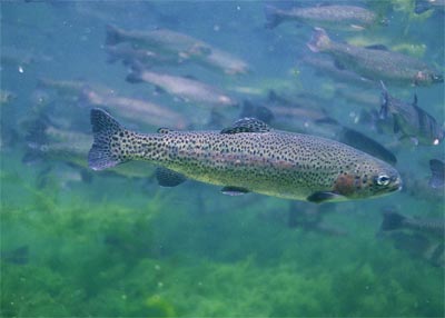 trout fishing