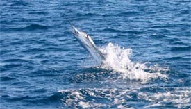 sailfish
