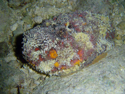 Stonefish Stonefish