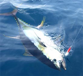 tuna fishing