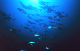 tuna fishing