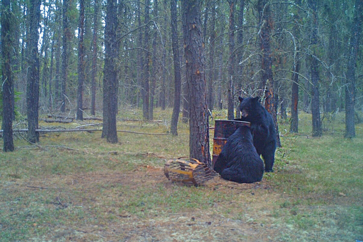 Bear Hunting Lessons Learned