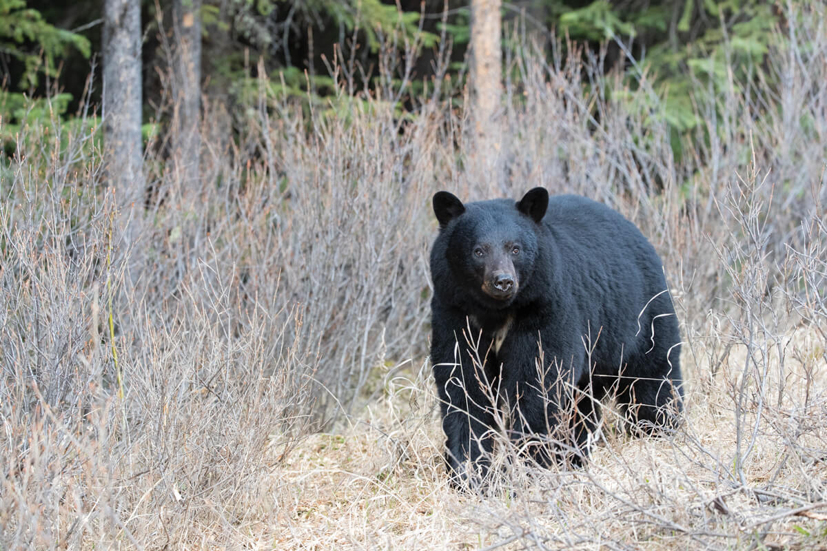 Black Bears: When Close Becomes Too Close