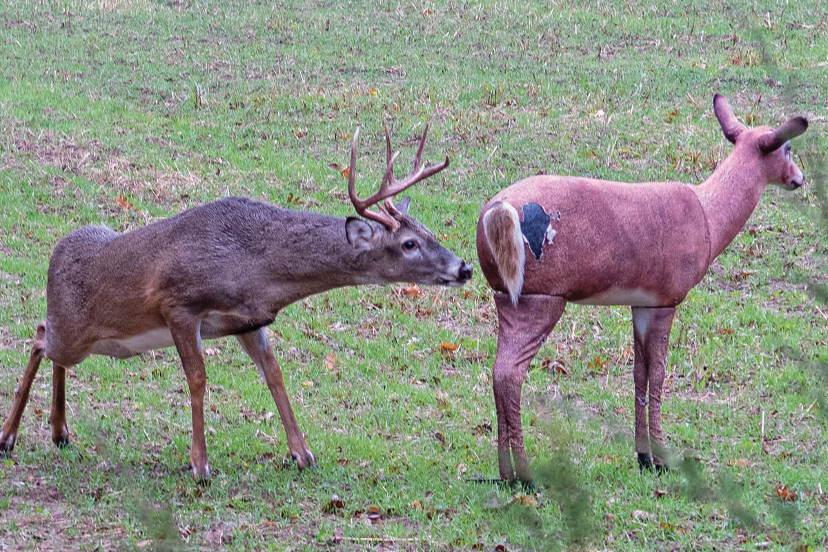 Deer deals rut season