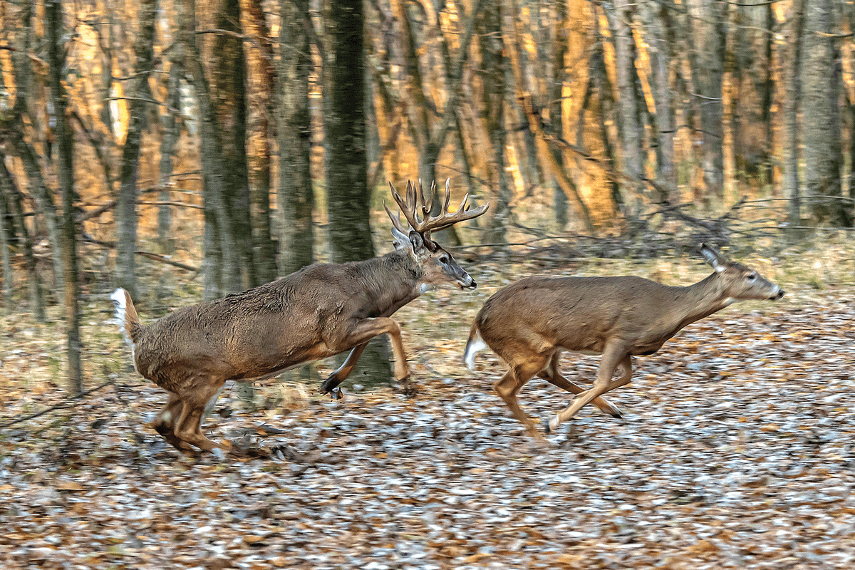 Deer Management 2021