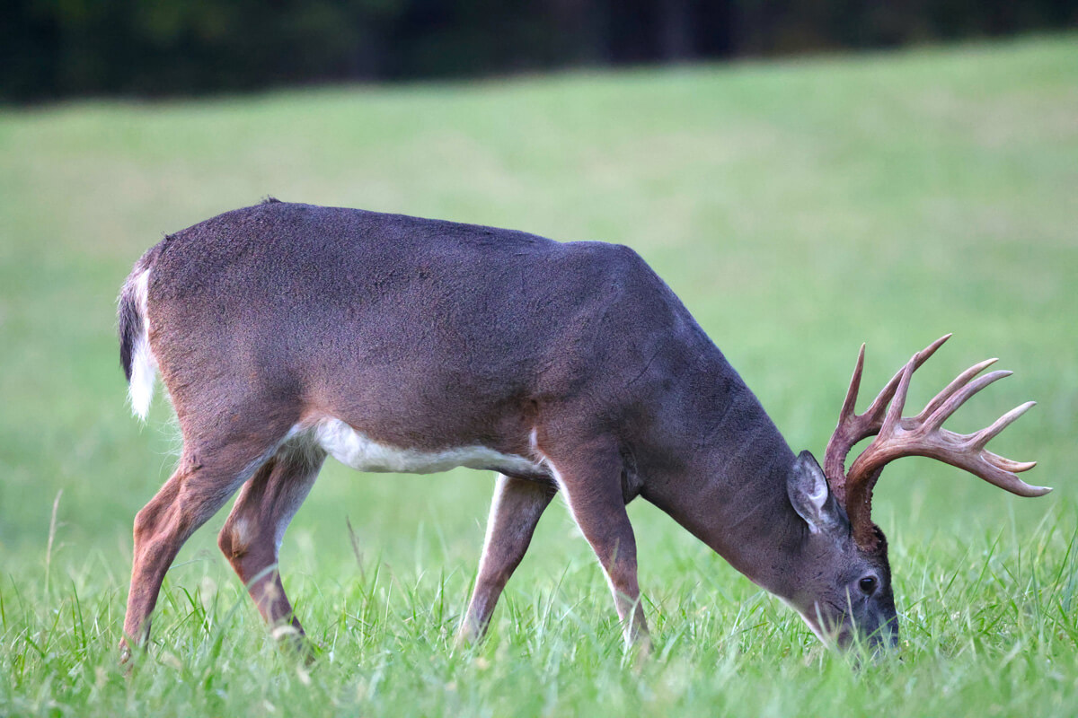 Can dogs clearance eat deer meat