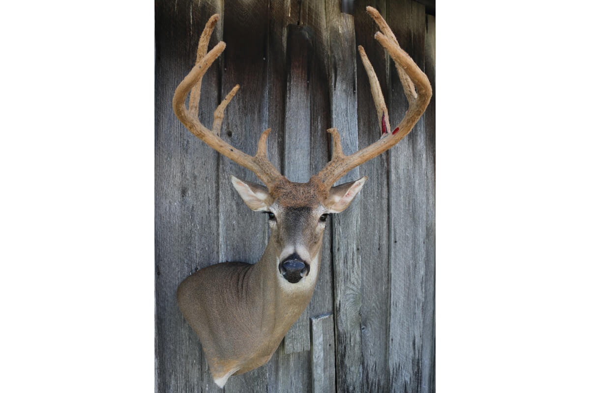 Real Deer & Antelope Sinew