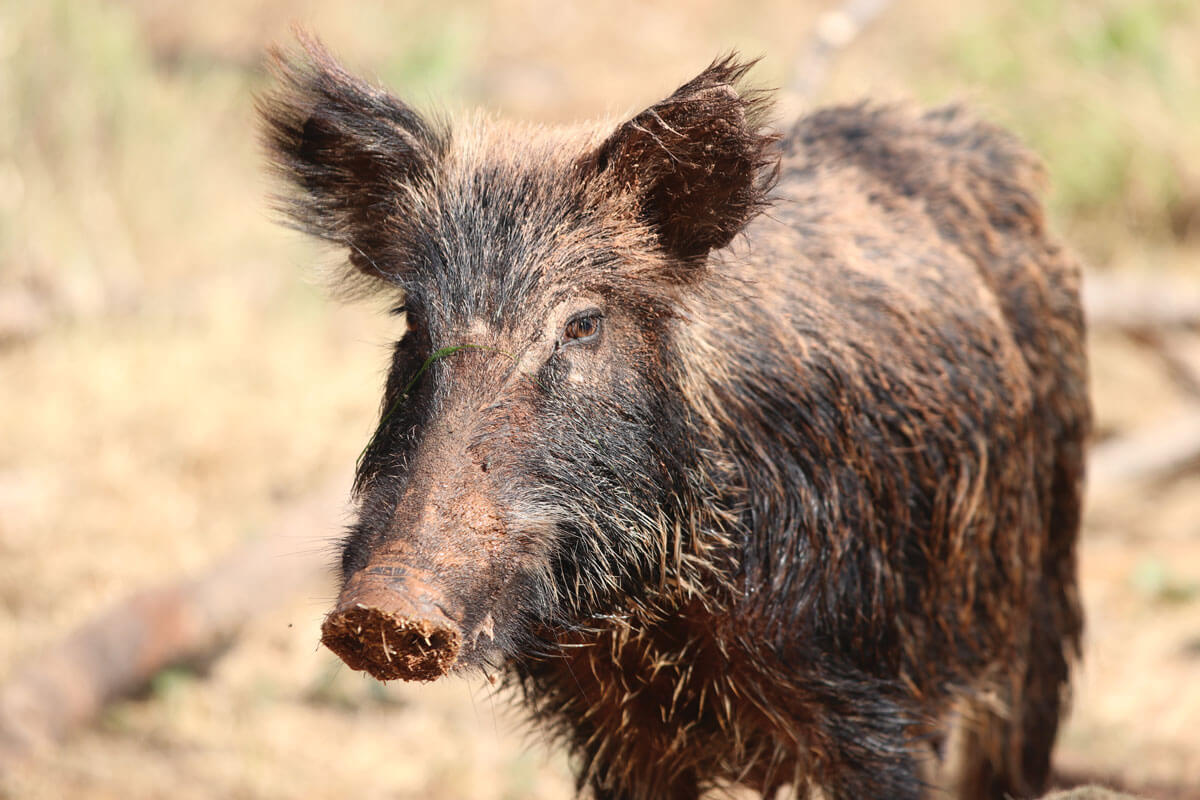 wild hogs animal