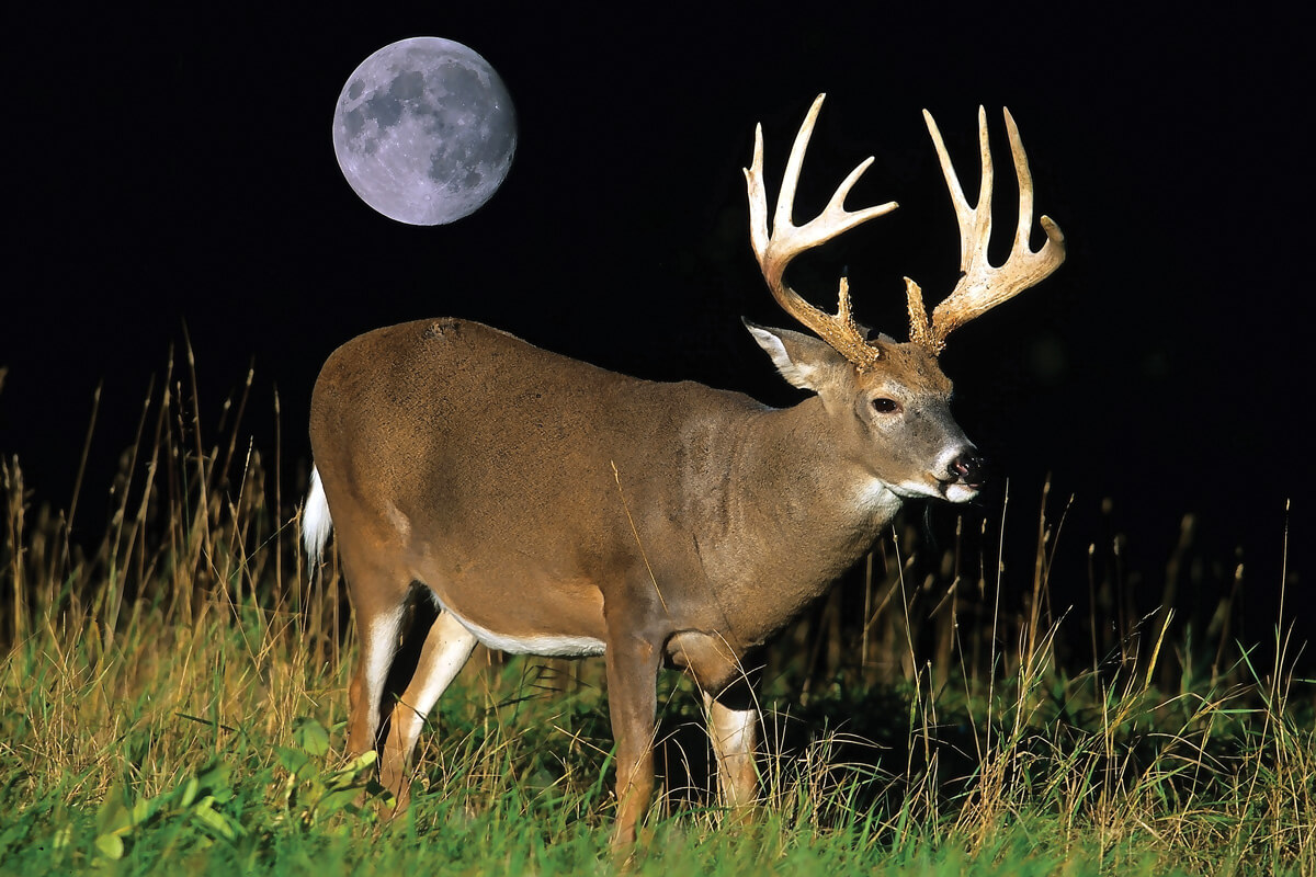Understanding Weather, Moon Phase, and Deer Activity
