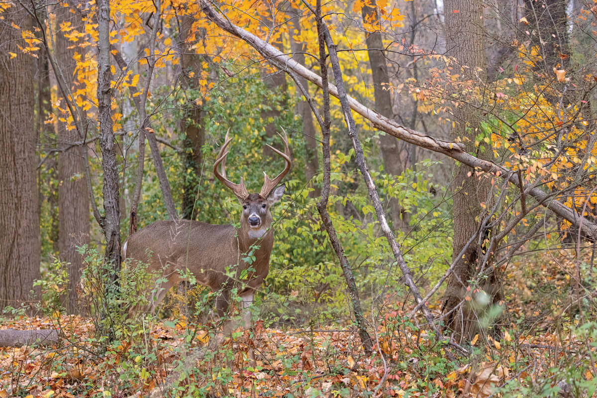 How Far Can a Wounded Deer Flee After Arrow Strike?