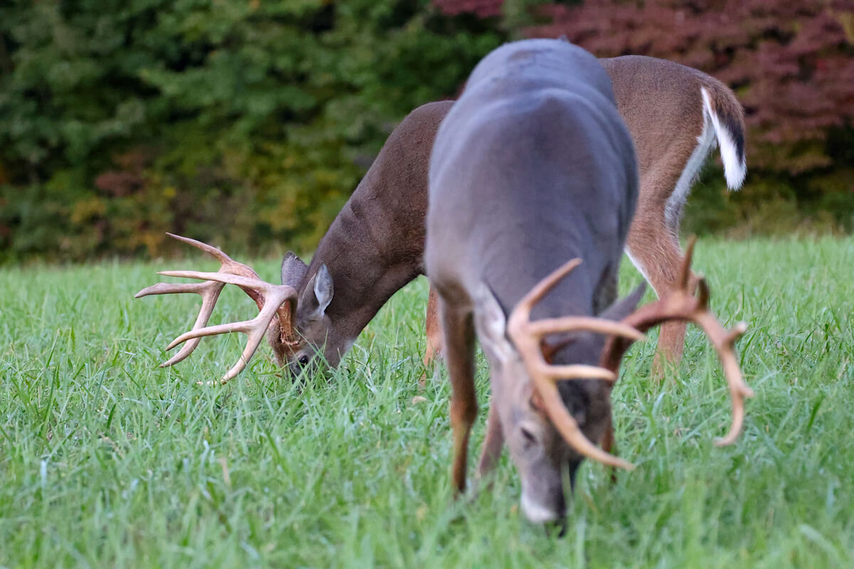 Big Deer Are They Ruining Whitetail Hunting Bowhunter