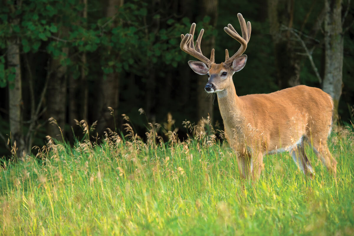 Exit Food Plots Without Spooking Deer 