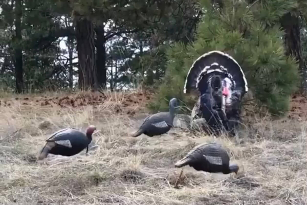 How to Keep Your Butt from Going Numb While Turkey Hunting - Realtree Store