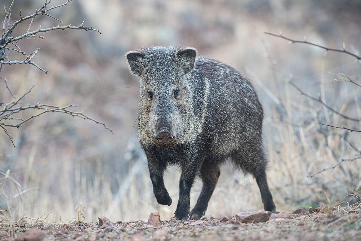 Considering a Javelina Hunt? You Should!