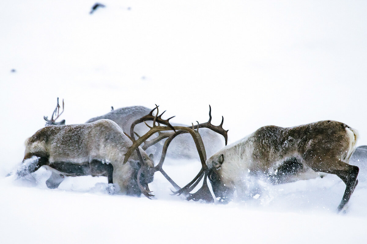 The latest from Alaskan Hardgear  When nature offers cues to hibernate or  head south, the people who thrive here pay no mind. Not when there's snow  to carve. Glaciers to tread.