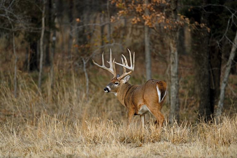 Ranking the 29: What's the Toughest Big Game Animal to Hunt?