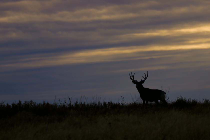 Mule Deer Hunting in the Early Season
