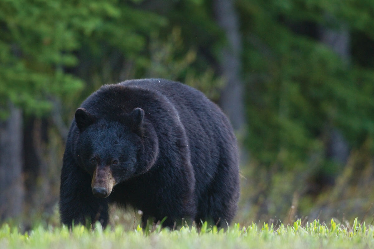 Worth the Wait: Southeast Alaska Bear Hunting 