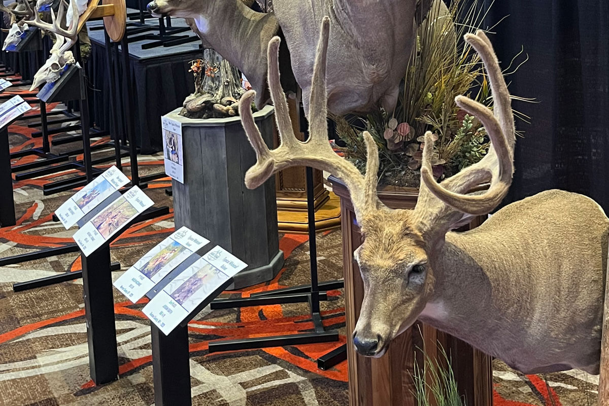 Measuring and Scoring Mule and Blacktail Deer - B&C Club Official Guide